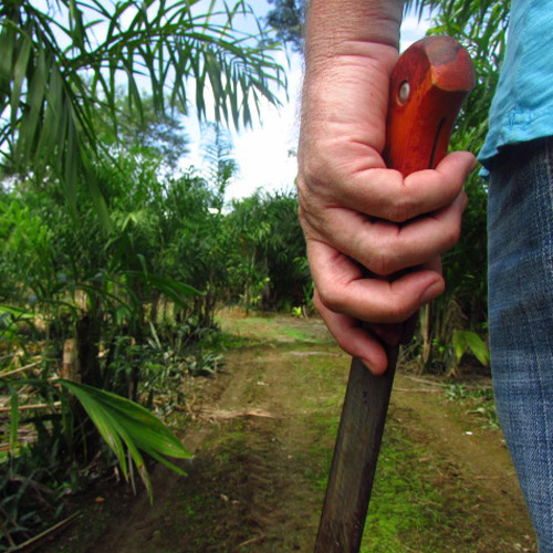 Chegando para colheita do palmito pupunha