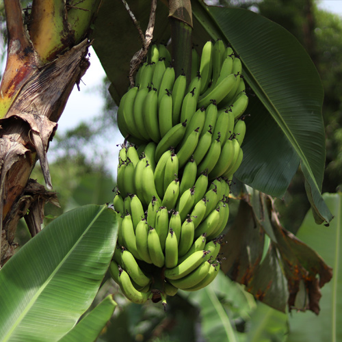 Bananeira